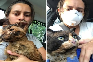 情侶回到野火受災現場找愛貓，意外找到其他受害貓咪順勢救回治療