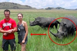 情侶下車跟「野生犀牛」合照，女生在下一秒發覺...真的後悔也來不及了！