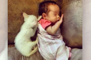 貓咪從小就喜歡跟寶寶睡在一起，直到長大了也是....超有愛畫面讓人暖到融化！