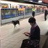 「來追我呀~~」小黑汪亂入捷運月台，踏著雀躍腳步跑給保全追...還不忘偷瞄鏡頭超逗趣！！