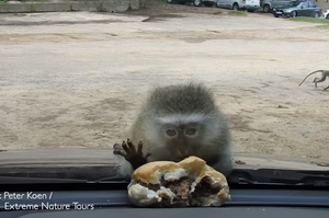 「好想吃喔...」看到漢堡口水狂流，卻怎樣都摸不到...小猴子在擋風玻璃前超崩潰模樣讓人笑噴(影片)