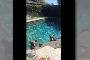 一早聽見後院游泳池傳來聲音，好奇走近一看...卻被兩隻小熊嚇的當場傻住！！