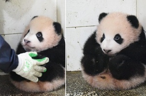 熊貓寶寶妨礙打掃被阿姨抱到角落放好，結果就真的放著了，還乖乖等人把牠抱回原位