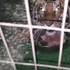 面對這隻超生氣的老虎，如果對牠撒「貓薄荷」會怎樣？表情太有戲啦！