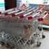 到連鎖超市購物，驚見整排推車中竟然有隻「小狗」...照片PO網後引發網友熱議！