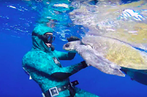 海龜的龜鰭被漁網捆住「變形」，好心男子解救牠後...海龜用「愛的抱抱」跟他道謝！
