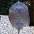 「大家有看過魟魚，但你有看過魟魚乾嗎」...你確定這跟剛剛是同一隻嗎？