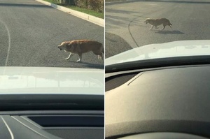 感動！網友開車看到流浪狗過馬路，停下車來不催不按喇叭讓路：「都不容易，你先走吧」