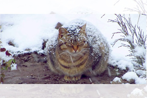 懷孕貓媽媽在雪中挨餓受凍，男子經過給他點食物後決定...令人激賞！（影片）