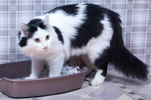 貓咪隨地大小便，是有什麼不滿嗎？斥責貓咪隨意大小便，反而是反效果嗎？