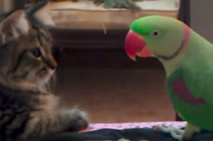 為了給小喵好的第一印象，鸚鵡「邊喵叫」邊靠近小貓...小喵反應讓網友全笑噴融化！（附影片）