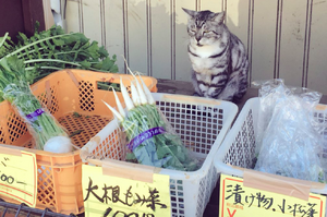 來菜市場買菜，一看到老闆以及牠臉上的表情，網友笑噴：「貓老闆顧店的臉也太厭世！」