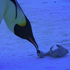 小企鵝寒冬風化成乾屍，企鵝媽媽不相信硬是幫小企鵝取暖，希望他活過來...（影片）
