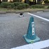 車位被一隻貓咪佔住，原本想把牠趕跑...下車看到牠的表情後換我開車跑了XD