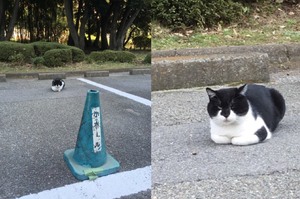 車位被一隻貓咪佔住，原本想把牠趕跑...下車看到牠的表情後換我開車跑了XD