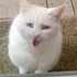 「快點開門給飼料~喵~」鄰居的貓每天都來我家收保護費...超親人喵喵讓網友們全部羨慕炸啦！