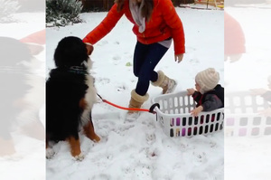 下雪想請汪汪帶底迪拉雪橇，結果才跑五步...笑到馬麻也滑倒啦ＸＤＤ（影片）