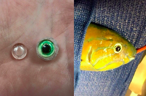天生殘疾的獨眼魚接受了假眼移植手術，好讓同伴不再欺負牠！