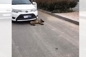 車主撞到狗狗後第一件事不是下車查看，而是拿出...讓人覺得超級傻眼啊！！！