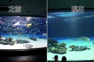 員工操作疏失，日本水族館「1235隻」魚缺氧死，前後對比照的反差感覺無比淒涼