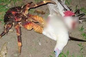生物學家大吃一驚！椰子蟹改變習慣，開始吃肉狩獵，海鳥遭到恐怖折翅吞食