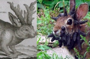 傳說的神聖動物「鹿角兔」加卡洛普是真實存在的，但長角原因其實一點都不神聖