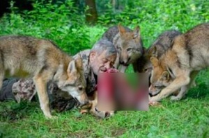 跟狼生活40年都沒被咬，「德國狼王」公開他融入狼群方法是...跟狼一起用餐！