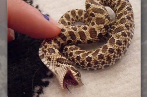 「我叫你不要搔了啦！」誰說蛇都是可怕的？這8張超療癒蛇蛇照...只能用「可愛」來形容牠們！