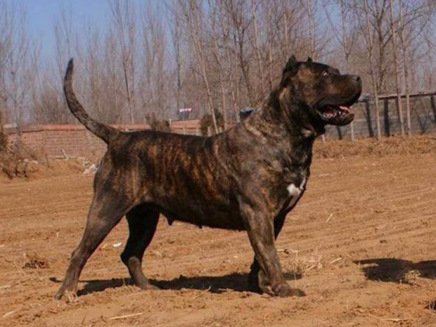 世界上最兇猛的10大猛犬 藏獒排第六 第ㄧ名可戰勝任何犬種