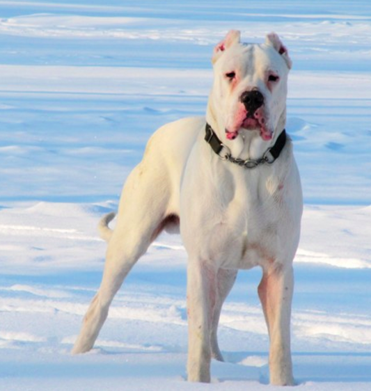 世界上最兇猛的10大猛犬 藏獒排第六 第ㄧ名可戰勝任何犬種