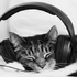 貓的聽力到底有多厲害？人類製造的「生活噪音」會讓貓咪情緒不穩？
