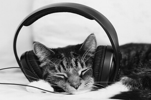 貓的聽力到底有多厲害？人類製造的「生活噪音」會讓貓咪情緒不穩？