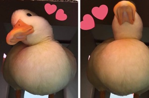 超可愛鴨鴨，靠著一圈「肥肚肚」擄獲所有人的心啦，網友表示：「可惡，想捏！」