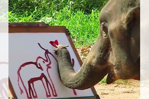 泰國大象超聰明會畫畫，沒想到背後卻是滿滿的利益糾葛...令人痛心！（影片）