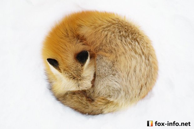 火狐瀏覽器 一系列超可愛狐狸捲成一圈的照片 引發推特網友瘋傳