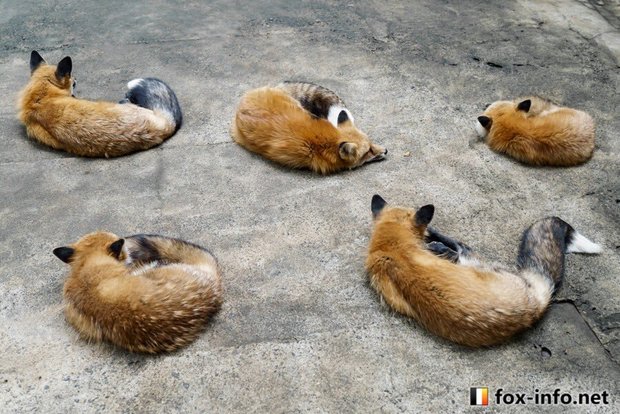 火狐瀏覽器 一系列超可愛狐狸捲成一圈的照片 引發推特網友瘋傳