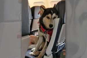 「我把拔打呼好大聲，我可以去你那邊坐嗎？」飛機上出現的暖心寵物...好想體驗是甚麼感覺喔！！