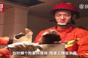 小貴賓趁主人不在家「跌進馬桶」，消防員救出滿身大便的牠...忍不住滿臉嫌棄：好臭！