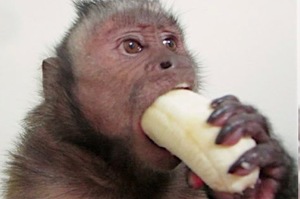 餵寵物猴吃香蕉，但吃相卻引起大量網友觀看，原因是～「太療癒啦！」