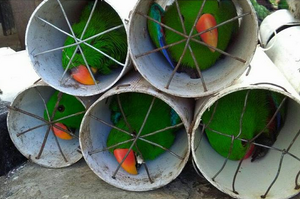 印尼走私猖獗！上百隻鸚鵡強塞水管...奄奄一息的畫面讓人看了不捨又氣憤！