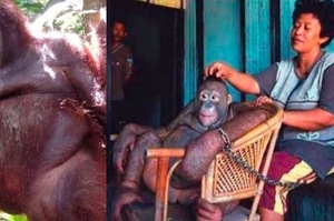可憐紅毛猩猩被剔光毛，綁在妓院當性奴，直到動保成員與武裝警察將牠強制救出