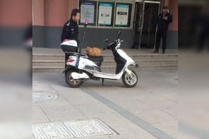 「你又霸佔我的車！」警察叔叔看著「妨礙執法」的橘貓超無奈，網友表示「太過分！必須逮捕拘留一輩子」