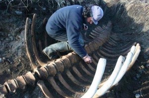 有這麼大隻嗎？學者近日在俄羅斯發現巨大的史詩級「巨型海中哺乳類」骨骸！