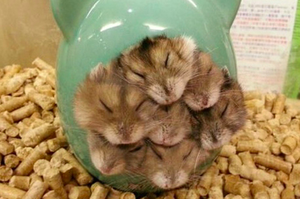 「鼠寶集體斷電！？」這些突然斷電睡昏的鼠寶，話說第二張睡姿也太離奇！
