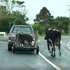 心碎！3隻小牛被牧場主人用車載走，牛媽媽不捨在車後狂追...(影片)