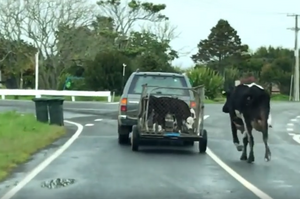 心碎！3隻小牛被牧場主人用車載走，牛媽媽不捨在車後狂追...(影片)