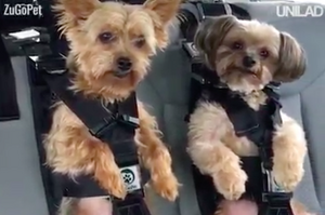 超安全狗狗專用安全帶，示範影片一po出，引發寵主瘋狂按讚！