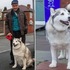 雪橇犬被指控「咬路人」卻判無罪？法官：「牠那麼肥不可能咬人啦！」