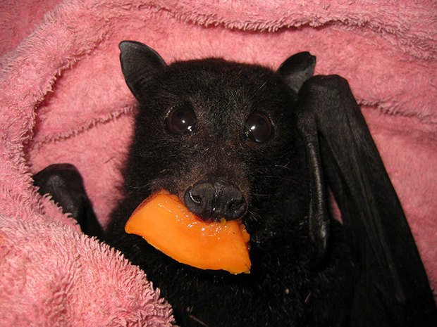 Batzilla the Bat