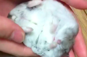 示範如何搓「鼠寶湯圓」，鼠寶斷電超舒服睡熟模樣...哪來這麼可愛的湯圓啦！（附影片）